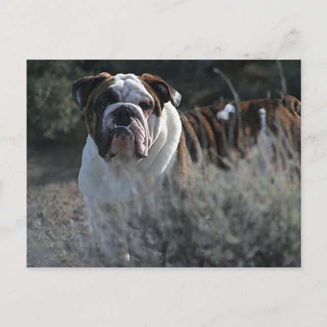 Bulldog Post card (Front)