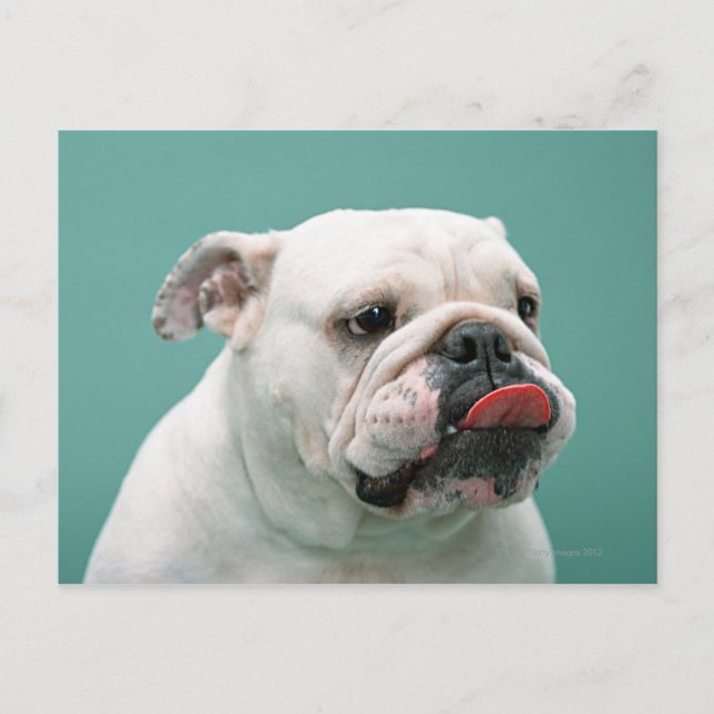 Bulldog Postcard (Front)