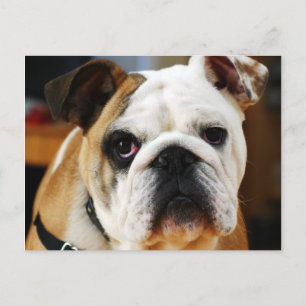 Bulldog Postcard