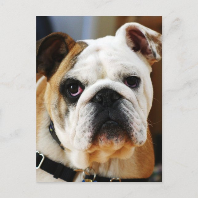Bulldog Postcard (Front)