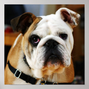 Bulldog Poster