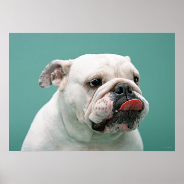 Bulldog Poster (Front)