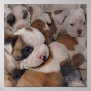 Bulldog  Puppies Poster