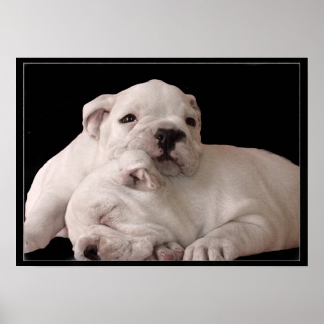 Bulldog puppies poster (Front)