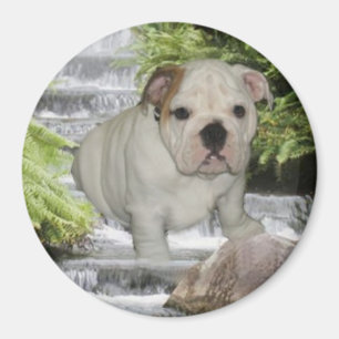 Bulldog Puppy Magnet Waterfall