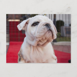 Bulldog Puppy Postcard
