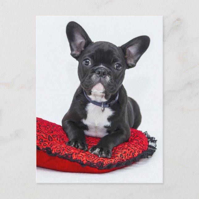 Bulldog Puppy Postcard (Front)