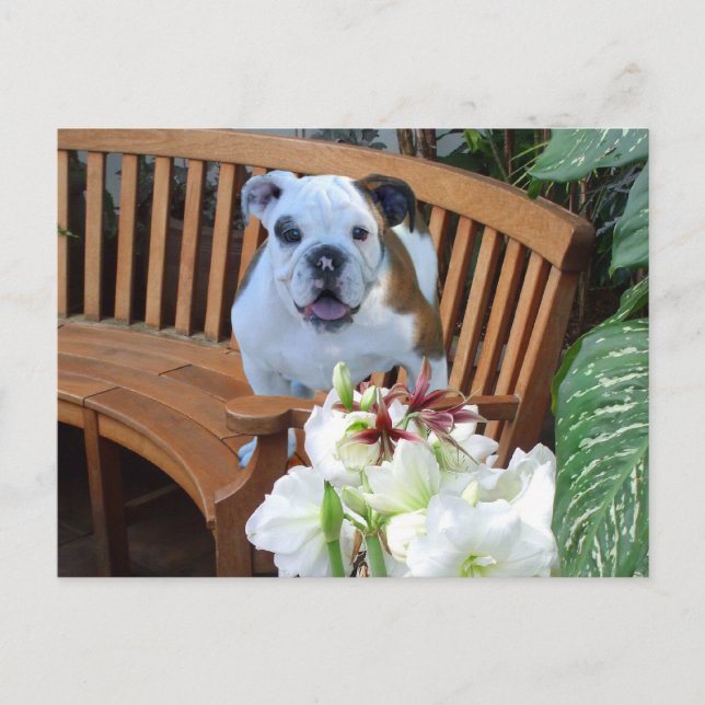 Bulldog puppy postcard (Front)