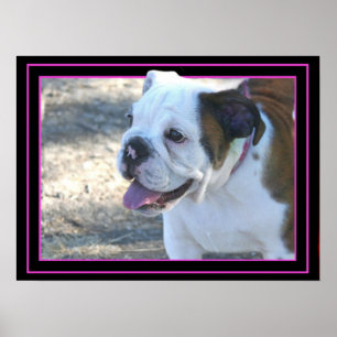 Bulldog puppy poster