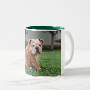 bulldog puppy red and white Two-Tone coffee mug