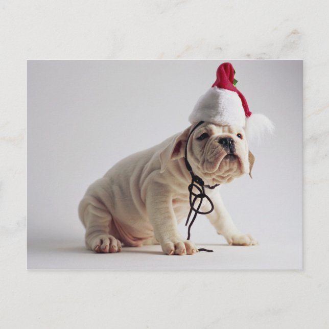 Bulldog Puppy Wearing Santa Hat Holiday Postcard (Front)