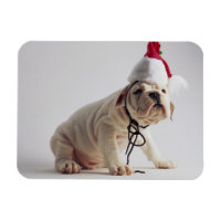 Bulldog Puppy Wearing Santa Hat
