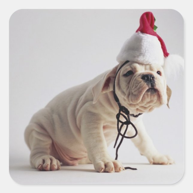 Bulldog Puppy Wearing Santa Hat Square Sticker (Front)
