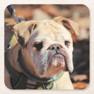 Bulldog Square Paper Coaster