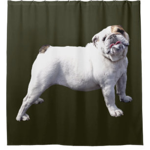 Bulldog Standing Tall