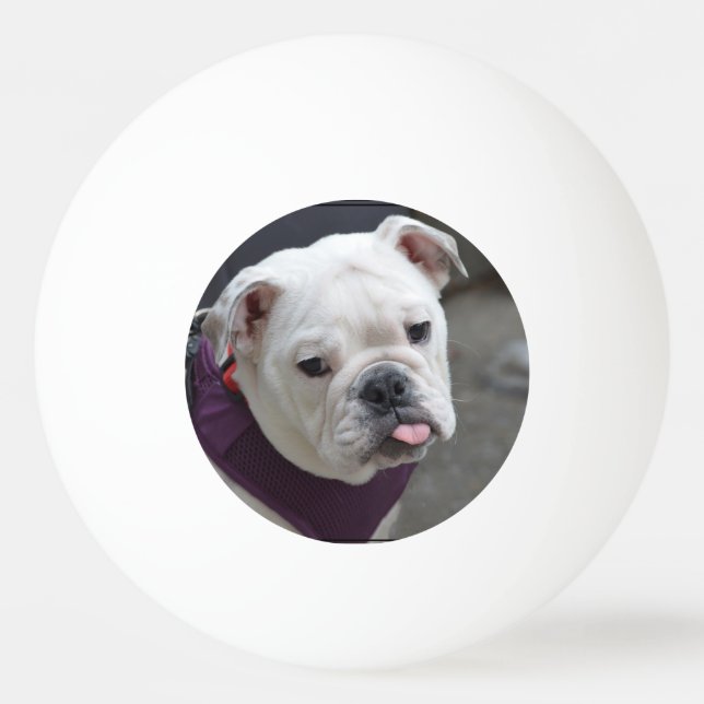 Bulldog Taunt Ping Pong Ball (Front)