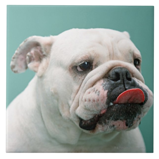 Bulldog Tile (Front)