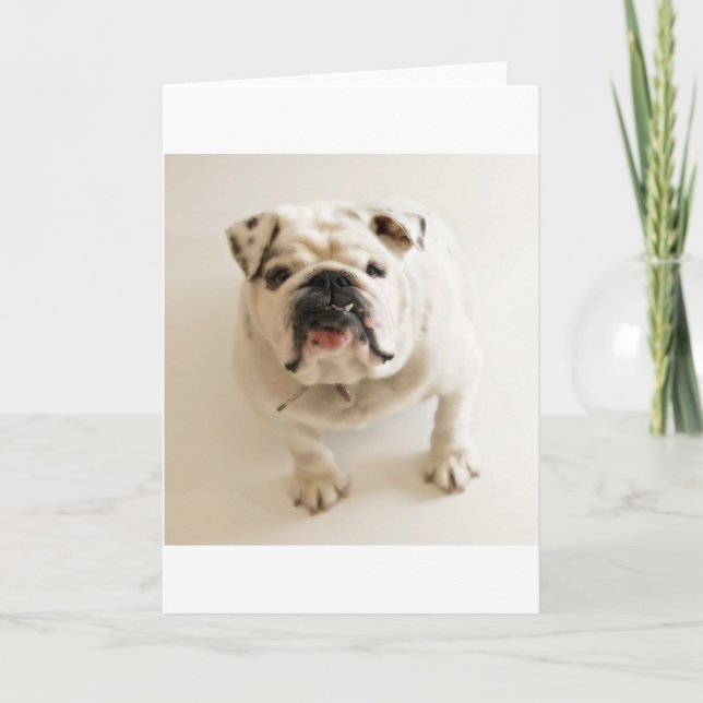 bulldog white card (Front)