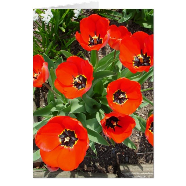 Bulles de printemps (Devant)