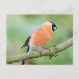 Bullfinch bird postcard