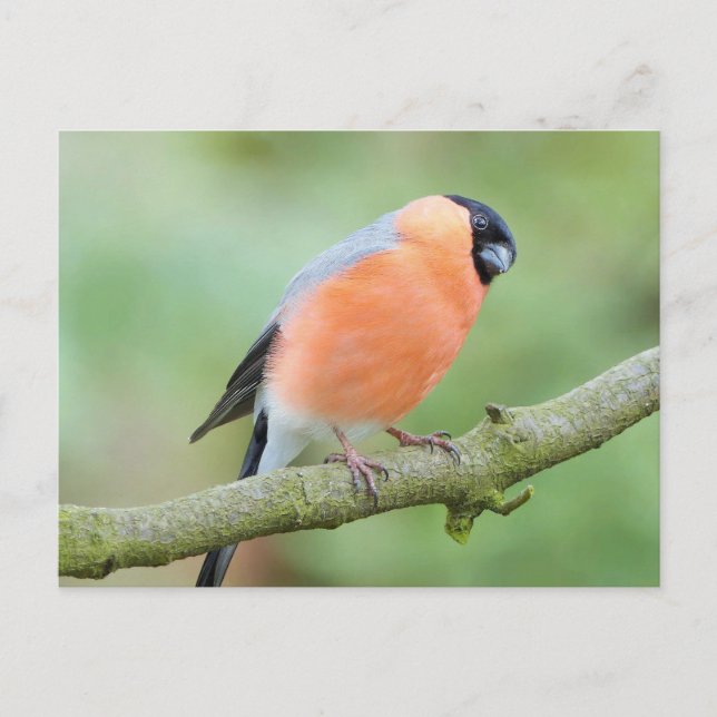 Bullfinch bird postcard (Front)