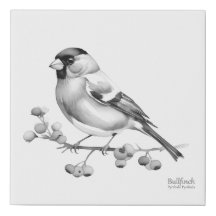Bullfinch on a Branch (Monochrome)