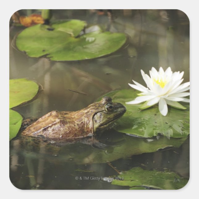 Bullfrog in Lily Pond Square Sticker (Front)