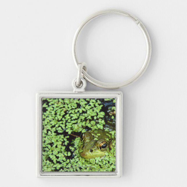 Bullfrog (Pyxicephalus adspersus) in duckweed Keychain (Front)