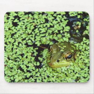 Bullfrog (Pyxicephalus adspersus) in duckweed Mouse Pad