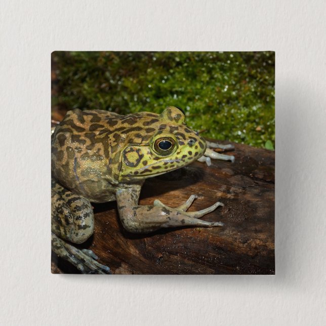 Bullfrog, Rana catesbeiana 2 Inch Square Button (Front)