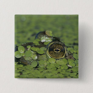 Bullfrog, Rana catesbeiana, adult in duckweed 2 Inch Square Button