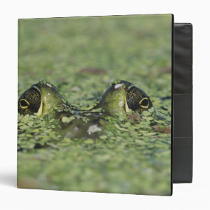 Bullfrog, Rana catesbeiana, adult in duckweed Binder