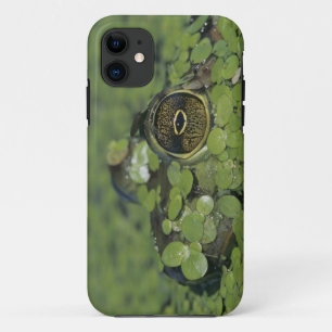 Bullfrog, Rana catesbeiana, adult in duckweed iPhone 11 Case
