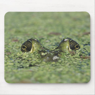 Bullfrog, Rana catesbeiana, adult in duckweed Mouse Pad