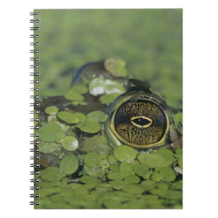 Bullfrog, Rana catesbeiana, adult in duckweed Notebook