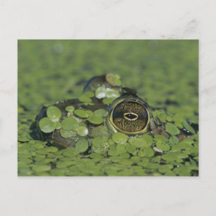 Bullfrog, Rana catesbeiana, adult in duckweed Postcard