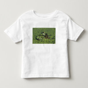 Bullfrog, Rana catesbeiana, adult in duckweed Toddler T-shirt