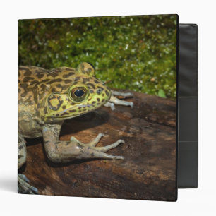 Bullfrog, Rana catesbeiana Binder