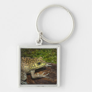 Bullfrog, Rana catesbeiana Keychain