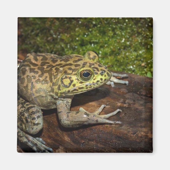 Bullfrog, Rana catesbeiana Magnet (Front)