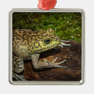 Bullfrog, Rana catesbeiana Metal Ornament