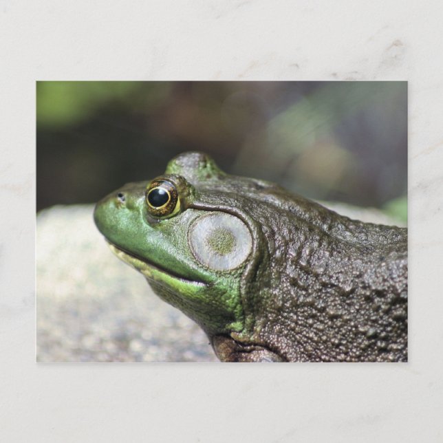 Bullfrog Thoughts Photographie de la nature Carte  (Devant)