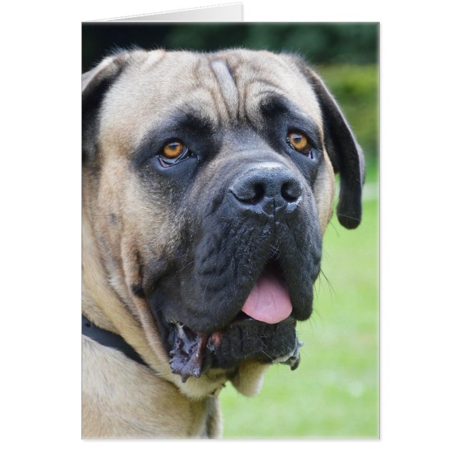 Bullmastiff (Devant)