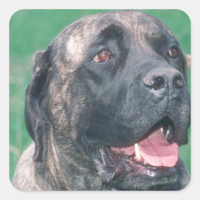 Bullmastiff Brindle Square Sticker (Front)