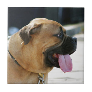 Bullmastiff Dog Tile