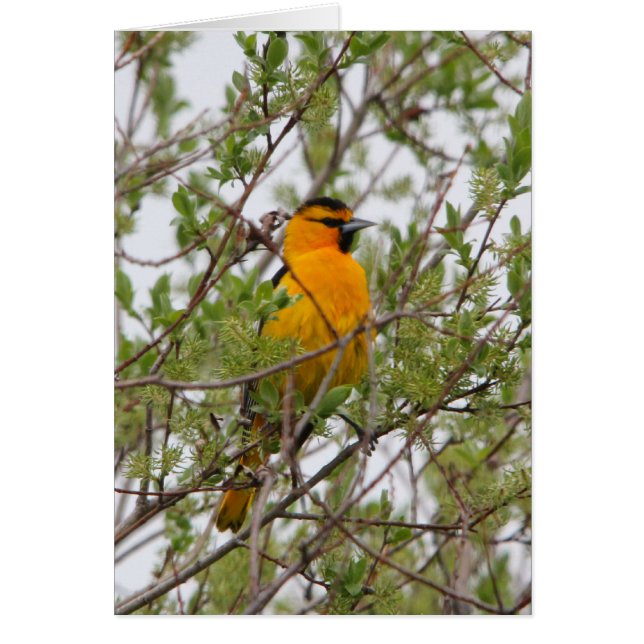 Bullock's Oriole (Front)