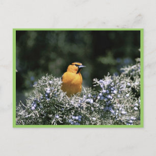 Bullock's oriole postcard