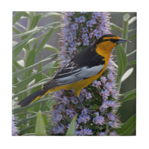 Bullock's Oriole Tile