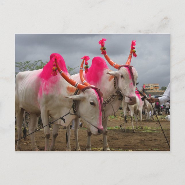 Bulls at a cattle market in rural India Postcard (Front)