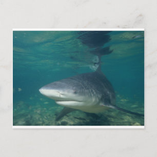 Bullshark Postcard